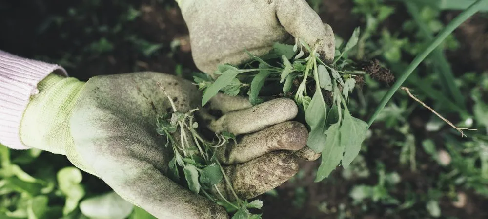 除草的园丁